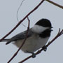 black capped chickadee