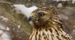 coopers hawk in a snowy tree