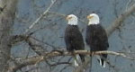 two bald eagles in a bare tree