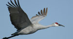 sandhill crane