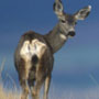 a mule deer