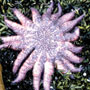 a sunflower star