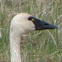 tundra swan