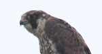 peregrine falcon